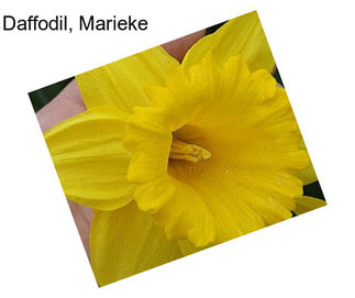 Daffodil, Marieke