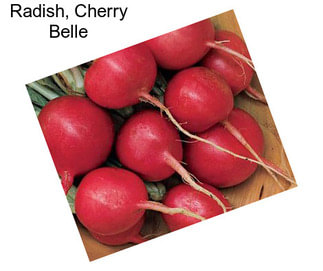Radish, Cherry Belle