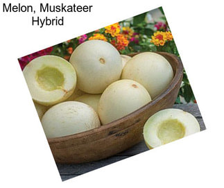 Melon, Muskateer Hybrid