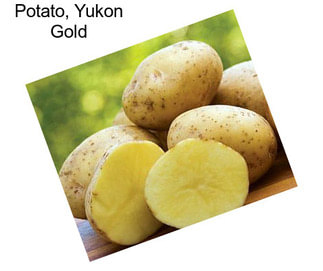 Potato, Yukon Gold