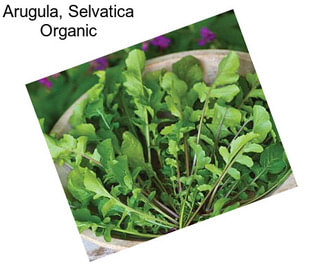 Arugula, Selvatica Organic
