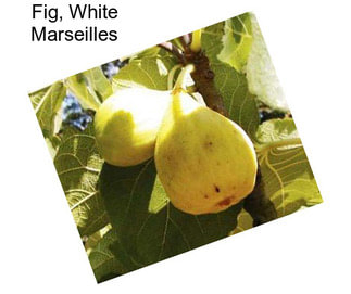 Fig, White Marseilles