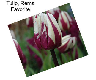 Tulip, Rems Favorite