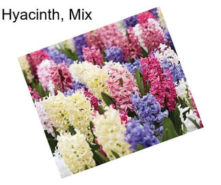 Hyacinth, Mix
