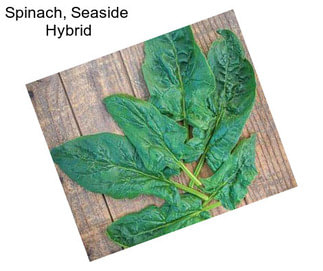 Spinach, Seaside  Hybrid