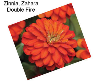 Zinnia, Zahara Double Fire