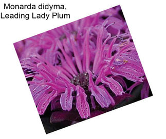 Monarda didyma, Leading Lady Plum