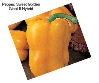 Pepper, Sweet Golden Giant II Hybrid