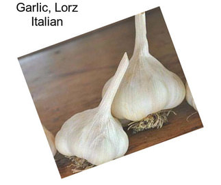 Garlic, Lorz Italian