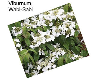 Viburnum, Wabi-Sabi