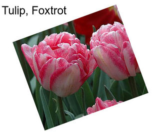 Tulip, Foxtrot