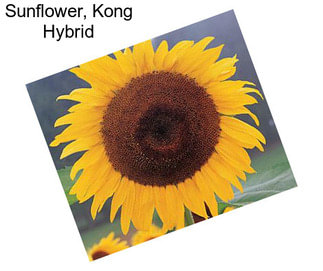 Sunflower, Kong Hybrid