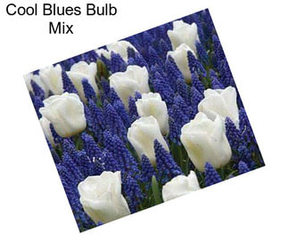 Cool Blues Bulb Mix