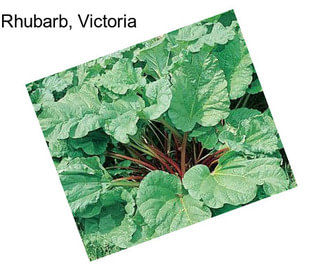 Rhubarb, Victoria