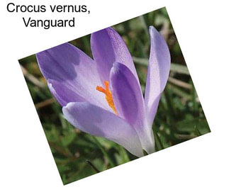 Crocus vernus, Vanguard