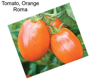 Tomato, Orange Roma