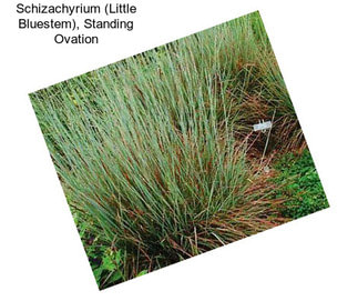 Schizachyrium (Little Bluestem), Standing Ovation