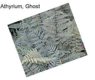 Athyrium, Ghost