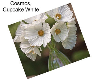 Cosmos, Cupcake White