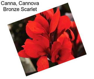 Canna, Cannova Bronze Scarlet