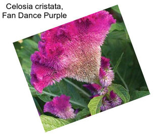 Celosia cristata, Fan Dance Purple