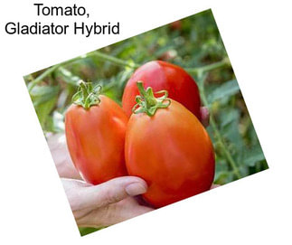 Tomato, Gladiator Hybrid