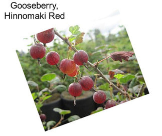 Gooseberry, Hinnomaki Red