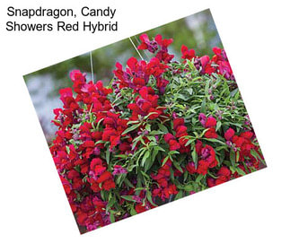 Snapdragon, Candy Showers Red Hybrid