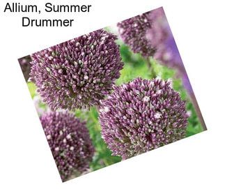 Allium, Summer Drummer