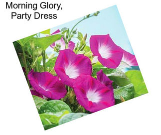 Morning Glory, Party Dress