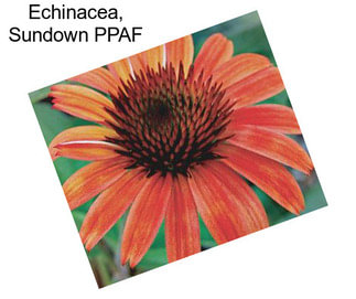 Echinacea, Sundown PPAF