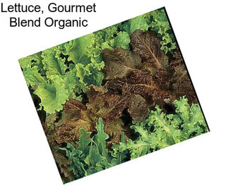 Lettuce, Gourmet Blend Organic