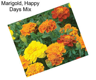 Marigold, Happy Days Mix