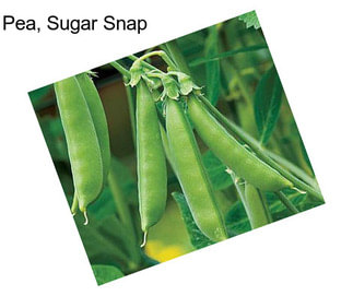 Pea, Sugar Snap