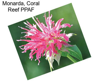 Monarda, Coral Reef PPAF