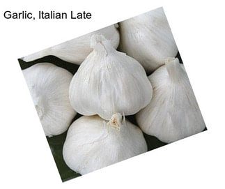 Garlic, Italian Late