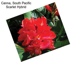 Canna, South Pacific Scarlet Hybrid