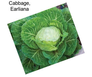 Cabbage, Earliana