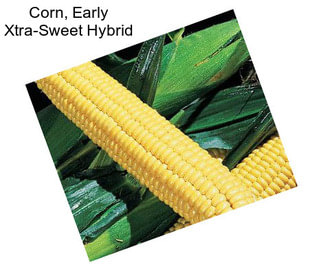 Corn, Early Xtra-Sweet Hybrid