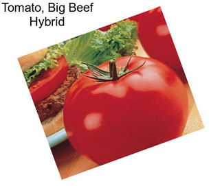 Tomato, Big Beef Hybrid