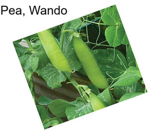 Pea, Wando