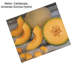 Melon, Cantaloupe, Armenian Sunrise Hybrid