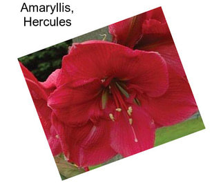 Amaryllis, Hercules