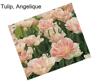 Tulip, Angelique