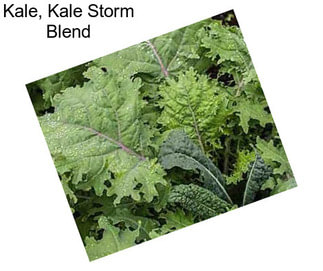 Kale, Kale Storm Blend