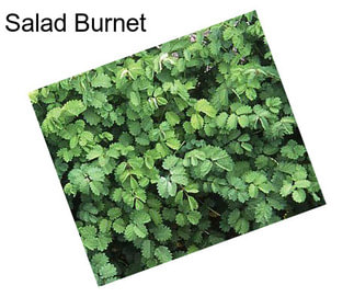 Salad Burnet