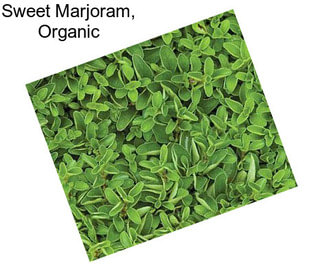 Sweet Marjoram, Organic