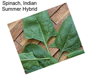 Spinach, Indian Summer Hybrid