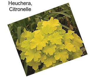 Heuchera, Citronelle