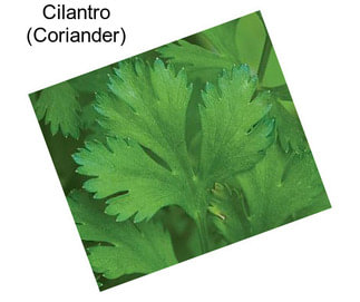 Cilantro (Coriander)